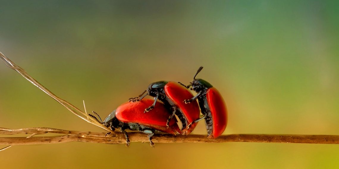 Секс втроём: что нужно знать, чтобы всем понравилось